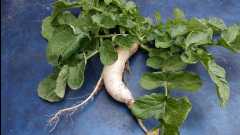 20131124 Organic Farm47